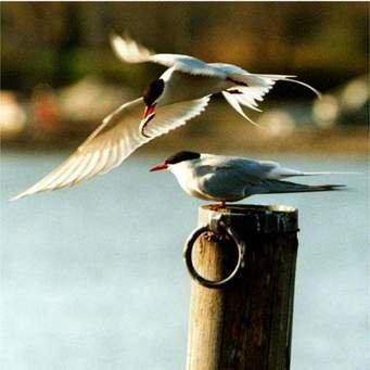 Tern Christian Counseling Namesake.  Arctic Terns