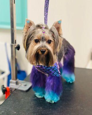 Yorkie with pet safe hair color