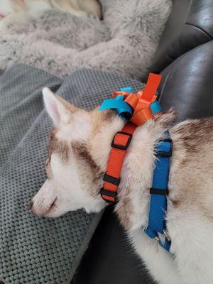 Aki in his Denver Broncos colors.