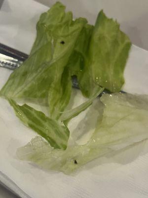 Lettuce with bugs