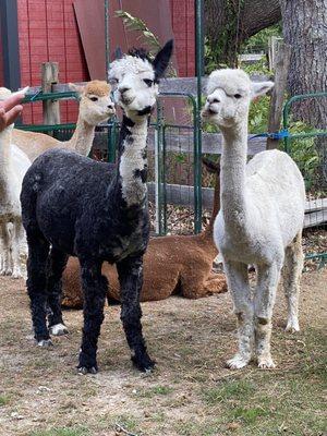 So many alpacas!