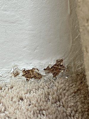 Too much steam applied to carpets damaged side board and paint