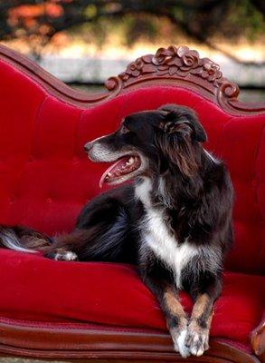 Ranger on The Red Couch.  A portrait service provided by RMK9.