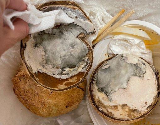 Moldy Coconuts fresh from Chucks Produce!