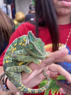 Reptile Class is IN!