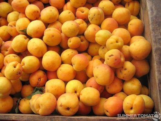 first pick apricots (c) Darya Pino