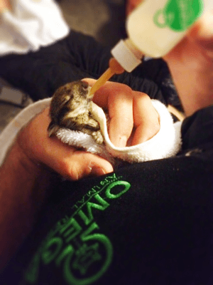 Omega truly cares about wildlife and even rehabilitated this baby rabbit that was found abandoned by its mother.