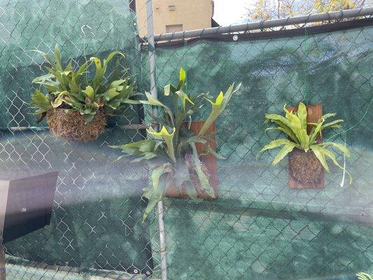 They have staghorn ferns!