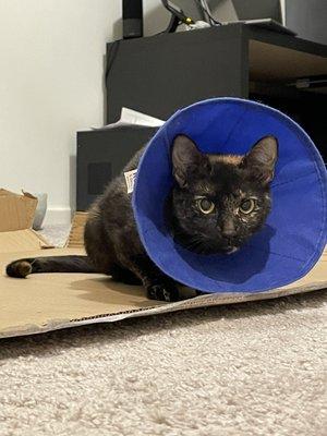 Cat is doing great!