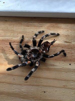 Tarantula shed