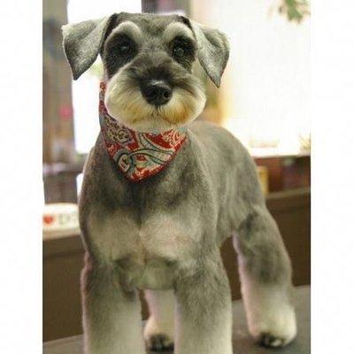 Photo that I shared with the groomer for reference on cut.