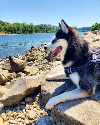 Taking a break from a walk to gaze at the Willamette River