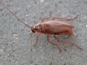 German Cockroach!one of the most common roaches found in apartment houses, restaurants, and hotels. ~Call Now For A Pest Consultation!