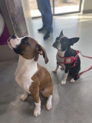 A couple of our first little customers! They were eagerly waiting a treat!