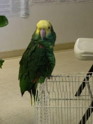 Parrot at the doctor's office