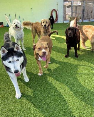 Parque de perros grande de juego con piscina