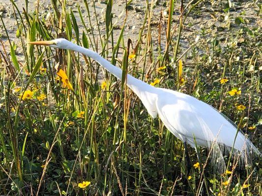 Seminole Ranch Conservation Area