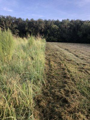 Bush-hogging Overgrown pasture.