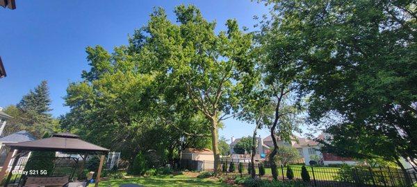 Large tree was trimmed today and looks awesome now. Thanks