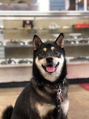 @ino.the.shiba looking at trucks