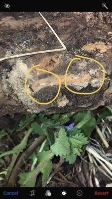 Termites - Wind Ridge PA