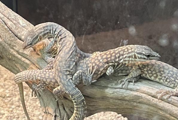 Freddy's Reptiles 1729 East Charleston Blvd. Suite E 1/12/2024