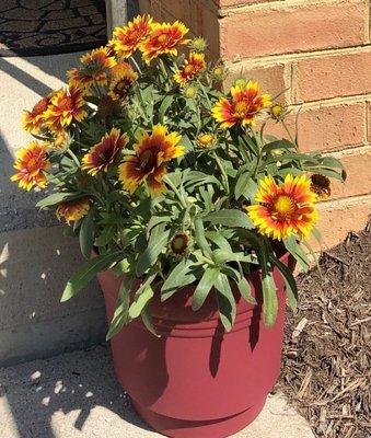 Arizona Blanket Flower