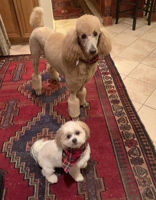 Cleo and Teddy after their grooming services by Jessica