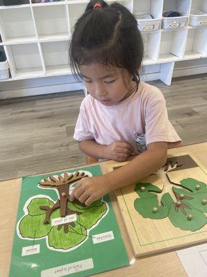 Montessori botany