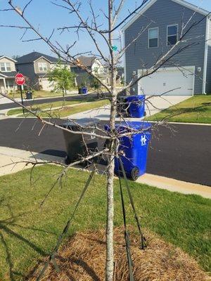 Dead tree in back yard