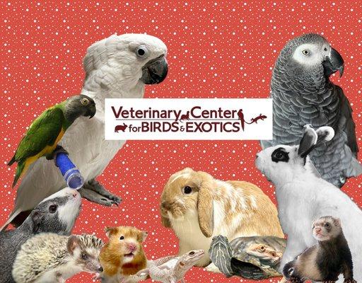 Veterinary Center for Birds & Exotics