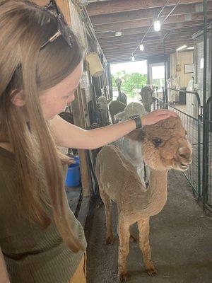 petting the registered therapy alpaca