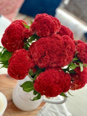 Coxcomb