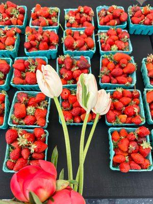 Marquam Hill albion strawberry variety.