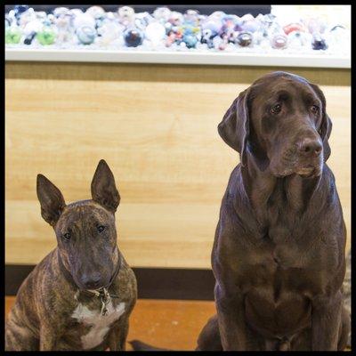 Our two amazing shop dogs, Yumi and Dooby