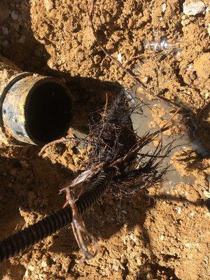 sewer cleaning
 sewer line replacement
 sewer line repair