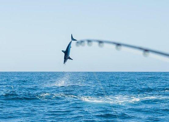 Mako sharks can jump high!