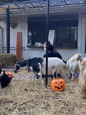 Goat yoga