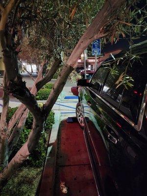 Tree to close to handicap spot driver door.