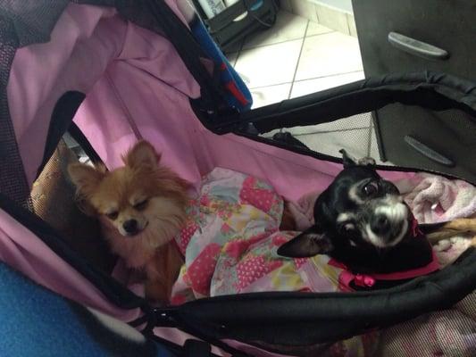 My baby girls chillin in their stroller waiting for Carla to finish my hair so they can finish their walk. Lol.