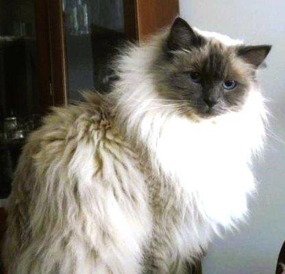 Angel is around 4 years old in this pic. Angel is now 20 years old. I do not have recent pics of my girl.