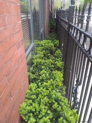 LaSalle sidewalk fence, greenery, Spring 2021