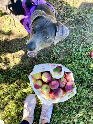 Apple bag