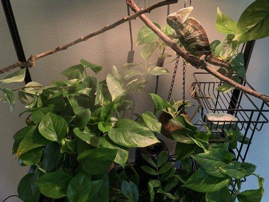 my own chameleon's home