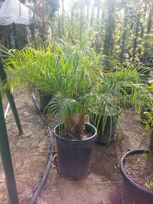 Pigmy Date Palm