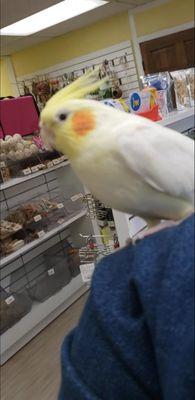 Squiggles The Cockatiel!