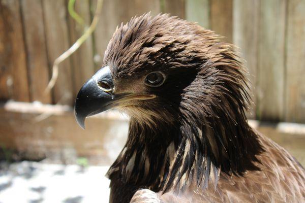 Wildlife Center of Southwest Florida