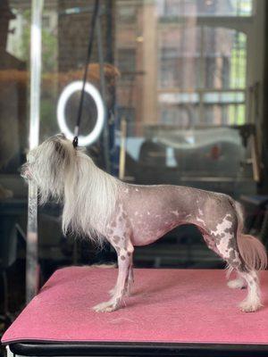 Chinese Crested Dog