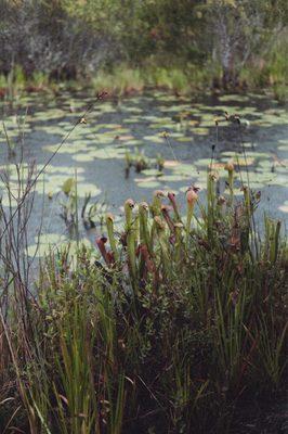 Okefenokee Adventures