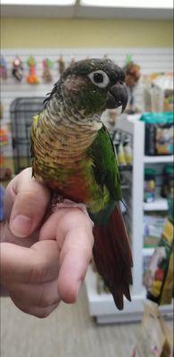 Roxy The Greencheek Conure!